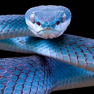 Cute animals iPhone HD 4k wallpaper