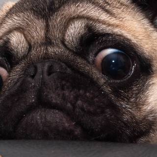 Cute animals iPhone HD 4k wallpaper