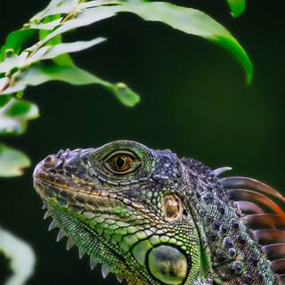 Cute animals iPhone HD 4k wallpaper