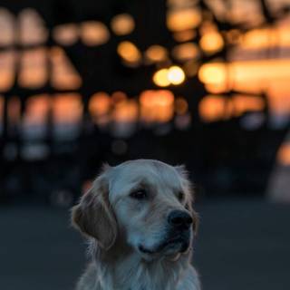 Cute animals iPhone HD 4k wallpaper