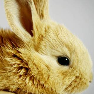 Cute animals iPhone HD 4k wallpaper