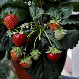 Strawberry 4k wallpaper