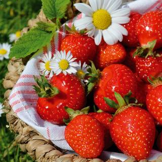 Strawberry 4k wallpaper