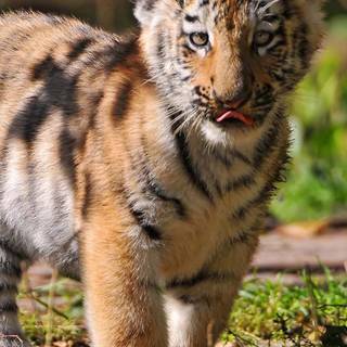 Tiger cub phone wallpaper