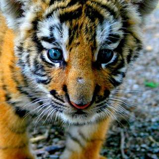 Tiger cub phone wallpaper