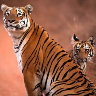 Tiger cub phone wallpaper