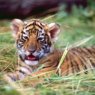 Tiger cub phone wallpaper