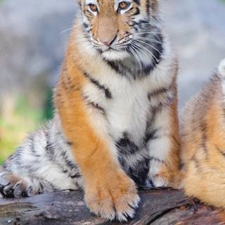 Tiger cub phone wallpaper