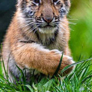 Tiger cub phone wallpaper