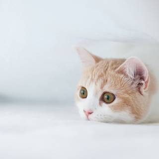 Cute cat 4k wallpaper