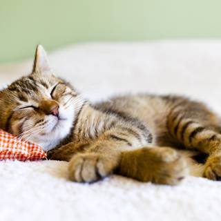 Cute cat 4k wallpaper