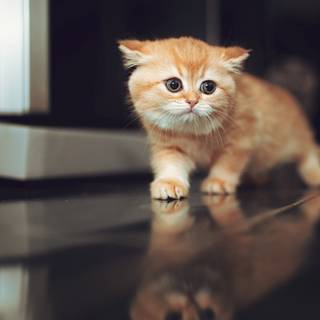 Cute cat 4k wallpaper