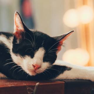 Cute cat 4k wallpaper