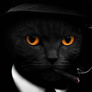 Cat 4k phone wallpaper