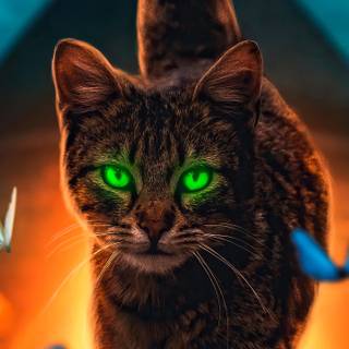 Cute cat 4k wallpaper