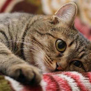 Cute cat 4k wallpaper