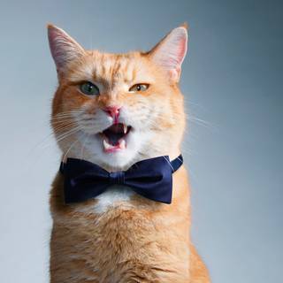 Cute cat 4k wallpaper