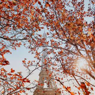 Paris autumn wallpaper