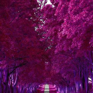 Purple autumn wallpaper