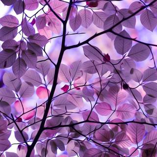 Purple autumn wallpaper