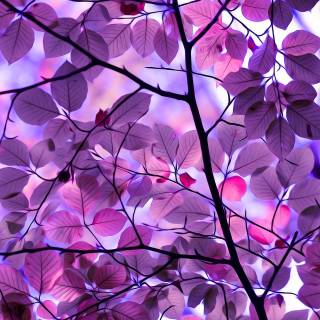 Purple fall wallpaper