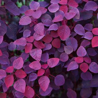 Purple autumn wallpaper