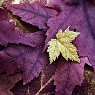 Purple autumn wallpaper