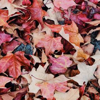 Purple autumn wallpaper