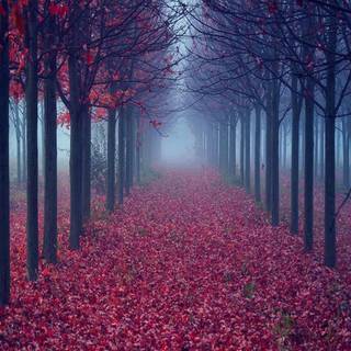 Purple autumn wallpaper