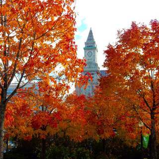 Boston autumn wallpaper
