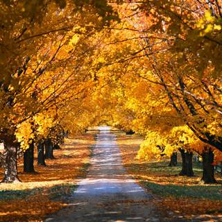 Boston autumn wallpaper