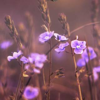 Purple autumn wallpaper