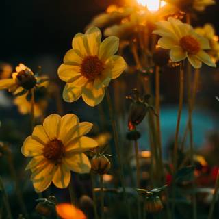 Autumn floral wallpaper