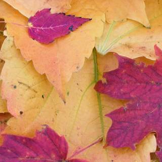 Purple autumn wallpaper