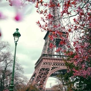 Paris autumn wallpaper