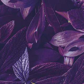 Purple autumn wallpaper