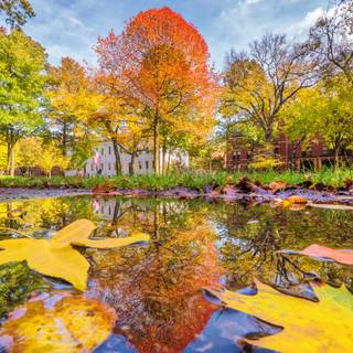 Boston autumn wallpaper