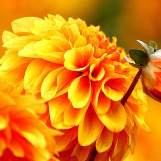 Autumn floral wallpaper