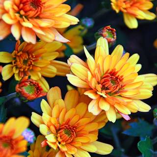 Autumn floral wallpaper