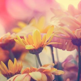 Autumn plants wallpaper