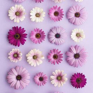 Purple daisy wallpaper