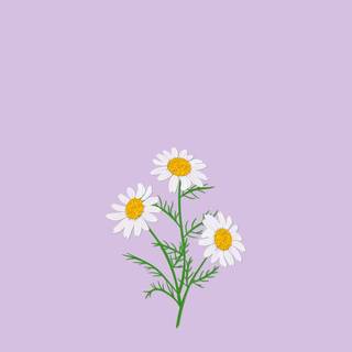 Purple daisy wallpaper