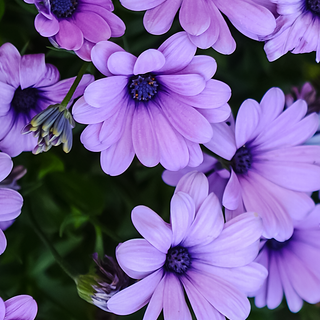 Purple daisy wallpaper