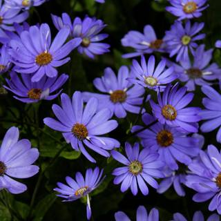 Purple daisy wallpaper