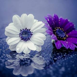 Purple daisy wallpaper