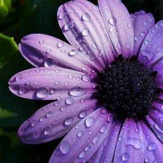 Purple daisy wallpaper