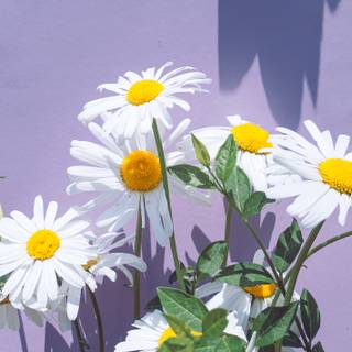 Purple daisy wallpaper