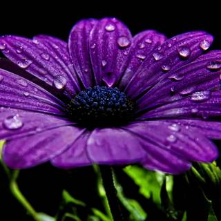 Purple daisy wallpaper