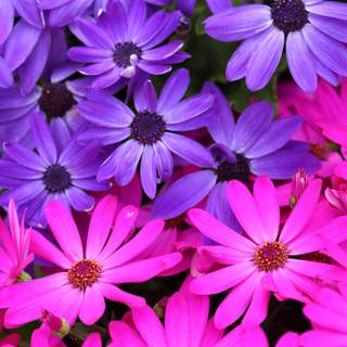 Purple daisy wallpaper