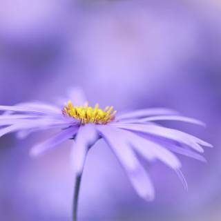 Purple daisy wallpaper